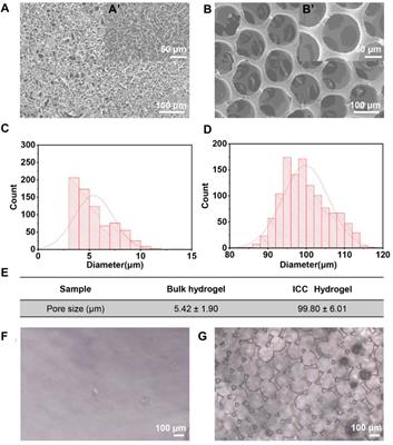 Physical properties and cellular responses of gelatin methacryloyl bulk hydrogels and highly ordered porous hydrogels